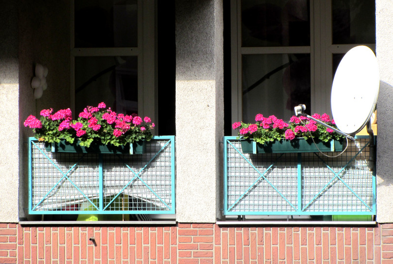 Balkon mit den bayerischsten Blumen überhaupt – Geranien (auch Pelargonien genannt, aus der Familie der Storchschnabelgewächse) – aufgenommen im Septemeber 2016 im Berliner Wedding