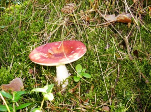 16pilz