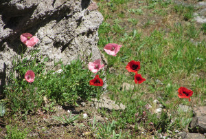 x IMG_4347